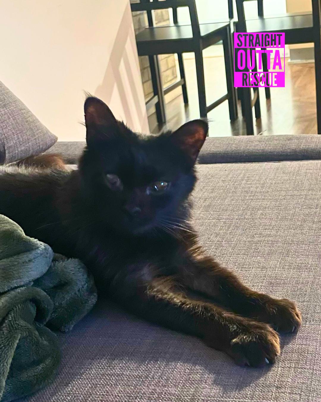 Truffles, an adoptable Domestic Short Hair in Vancouver, BC, V6K 1P8 | Photo Image 2