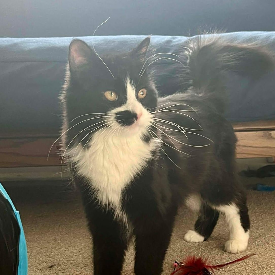 Enlarge Yin, an adoptable mixed breed in East Lansing, MI image 1/6