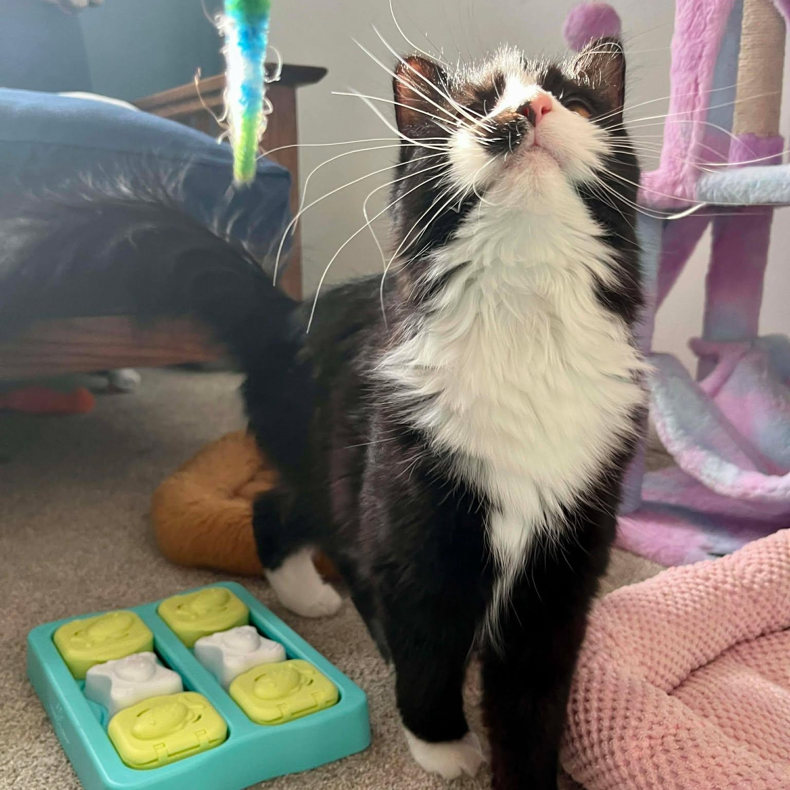 Enlarge Yin, an adoptable mixed breed in East Lansing, MI image 4/6