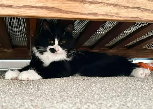 Enlarge Yin, a ADOPTABLE mixed breed in East Lansing, MI image 3/4