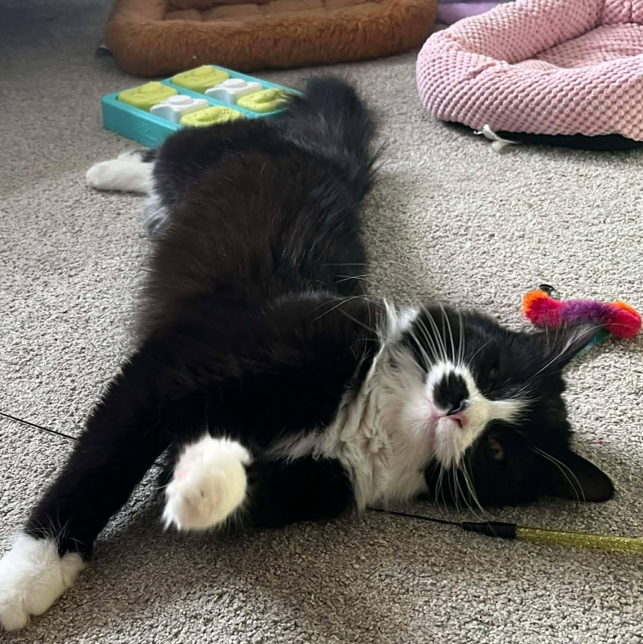 Enlarge Yin, an adoptable mixed breed in East Lansing, MI image 3/6