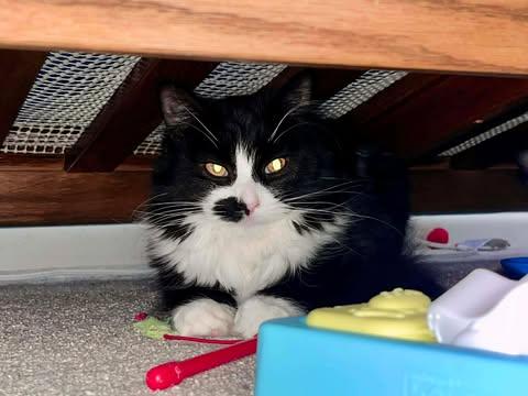 Enlarge Yin, a ADOPTABLE mixed breed in East Lansing, MI image 2/4