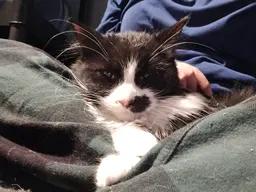 Enlarge Yin, a ADOPTABLE mixed breed in East Lansing, MI image 4/4