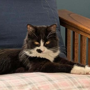 Yin, ADOPTABLE, Young Female Domestic Long Hair.