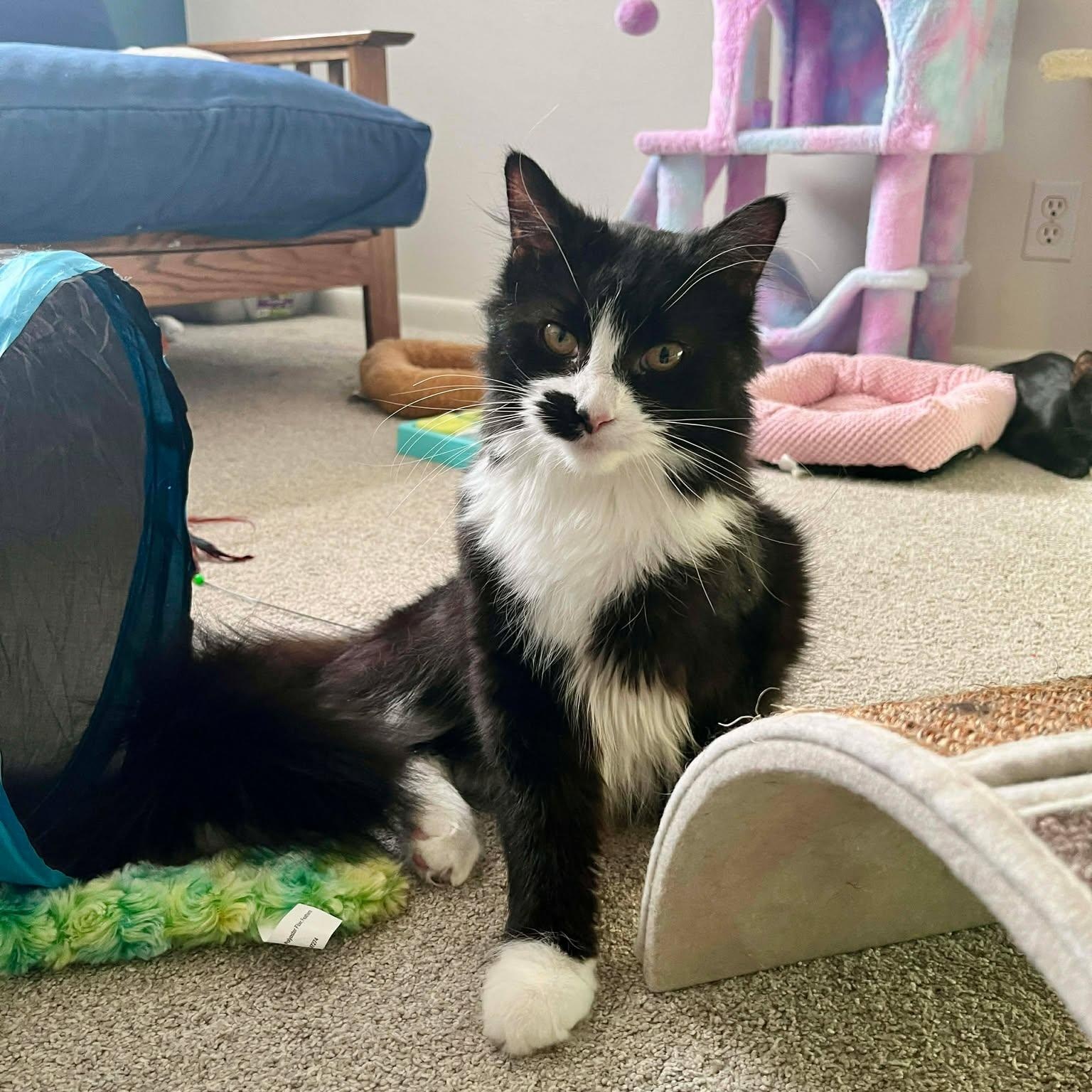 Enlarge Yin, an adoptable mixed breed in East Lansing, MI image 2/6