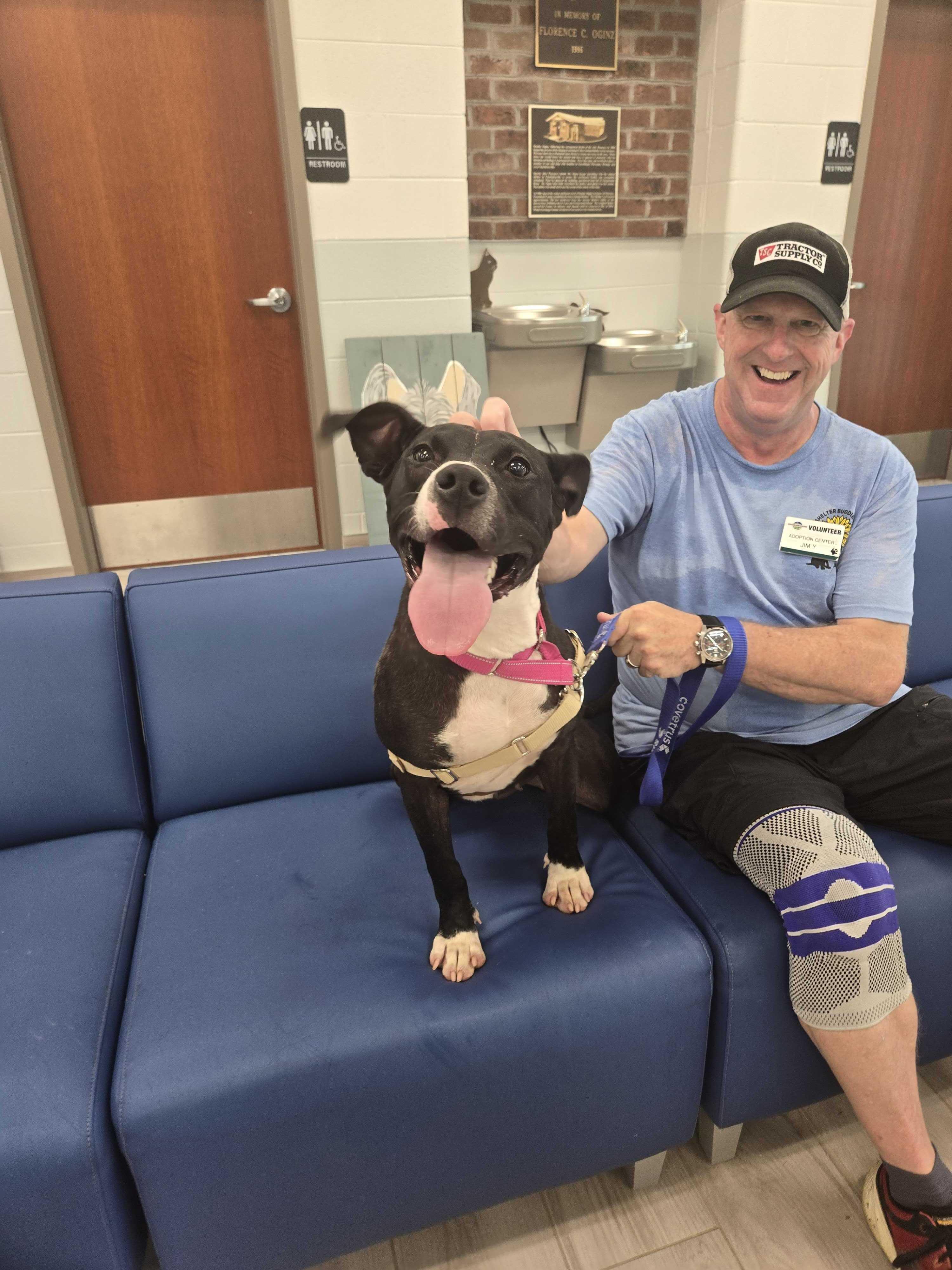 Smorgas, ADOPTABLE, Adult Female American Bully.