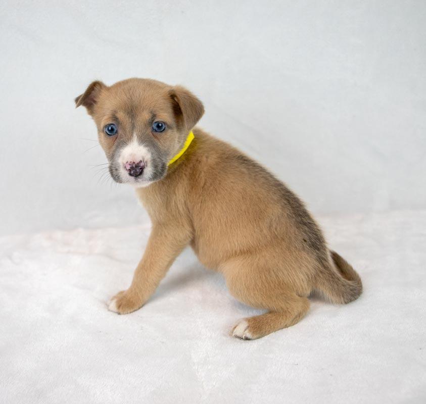 Jock, an adopted mixed breed in Kennesaw, GA image 6/6
