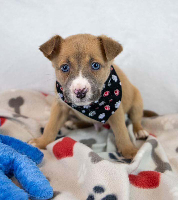 Jock, an adopted mixed breed in Kennesaw, GA image 3/6