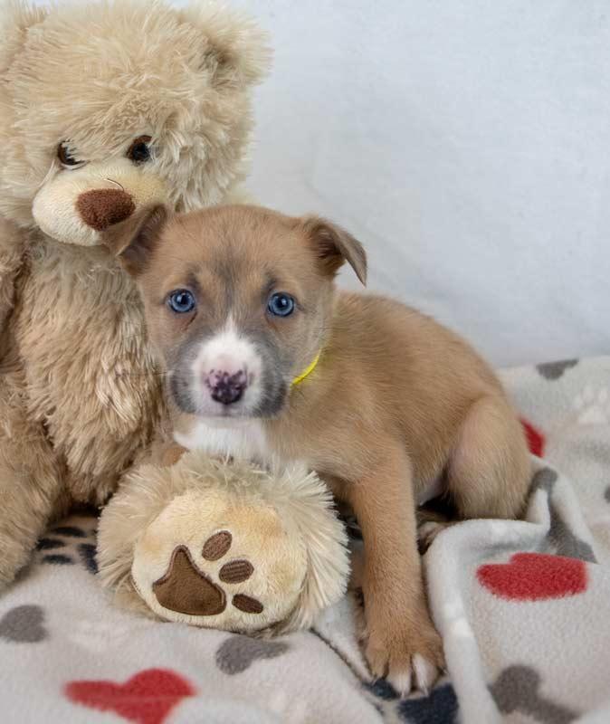 Jock, an adopted mixed breed in Kennesaw, GA image 2/6