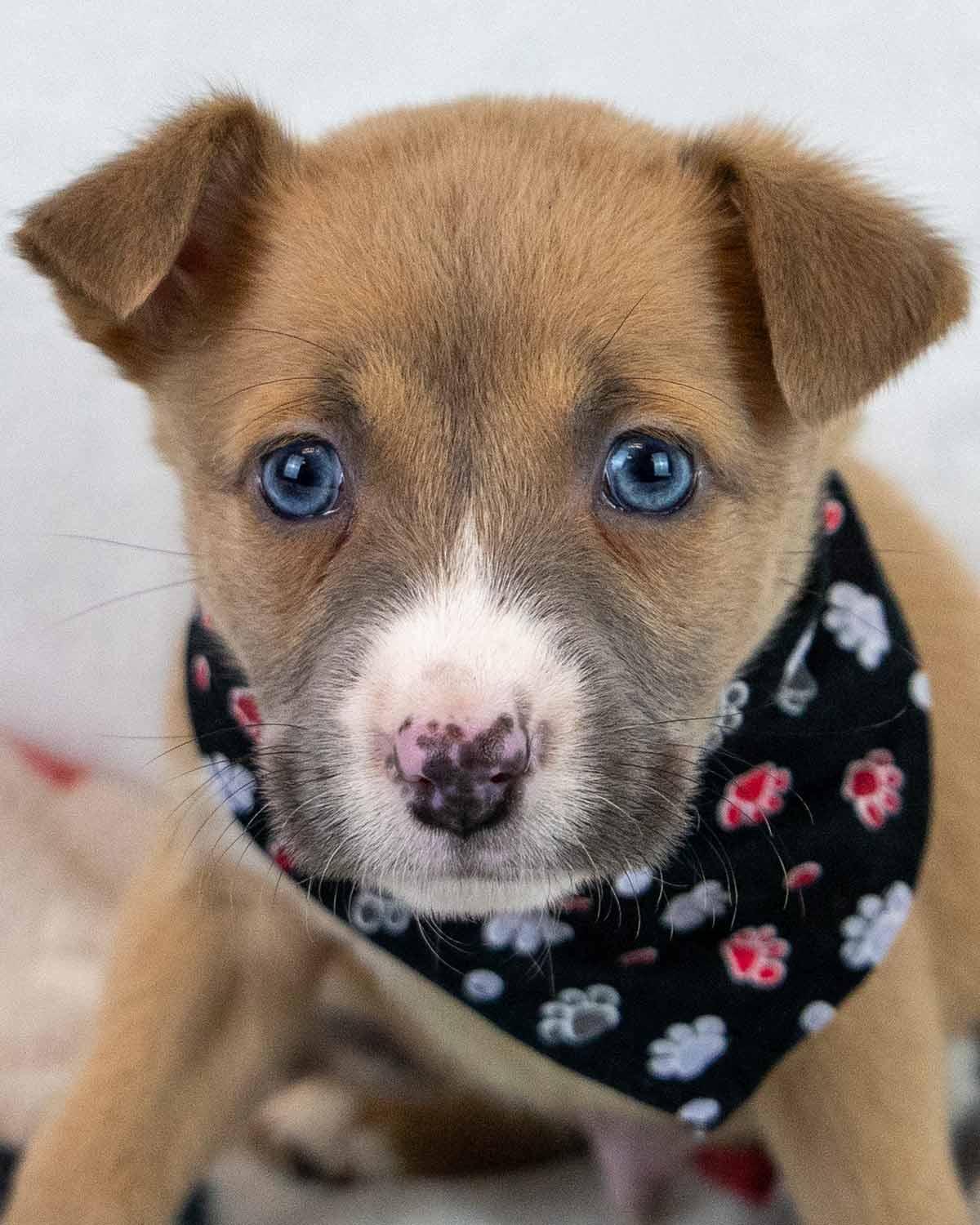 Jock, an adopted mixed breed in Kennesaw, GA image 1/6