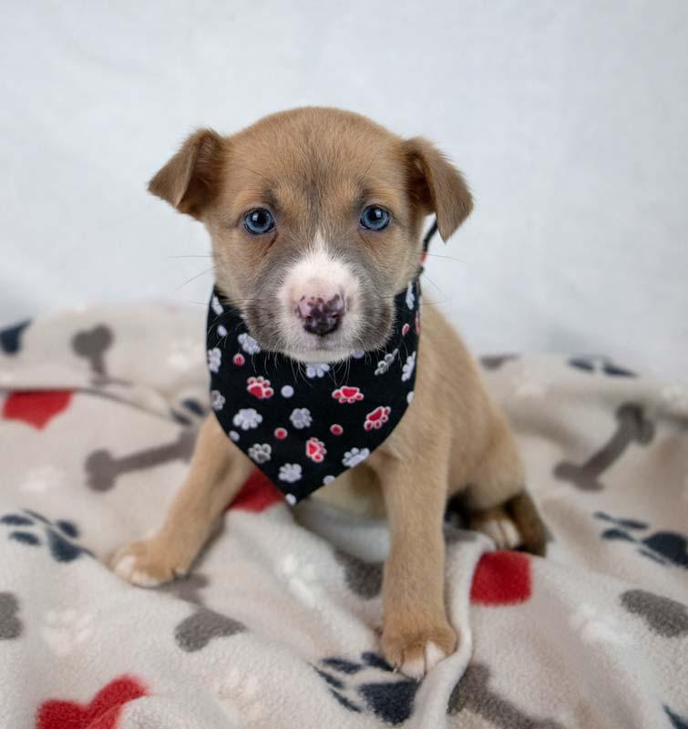 Jock, an adopted mixed breed in Kennesaw, GA image 4/6