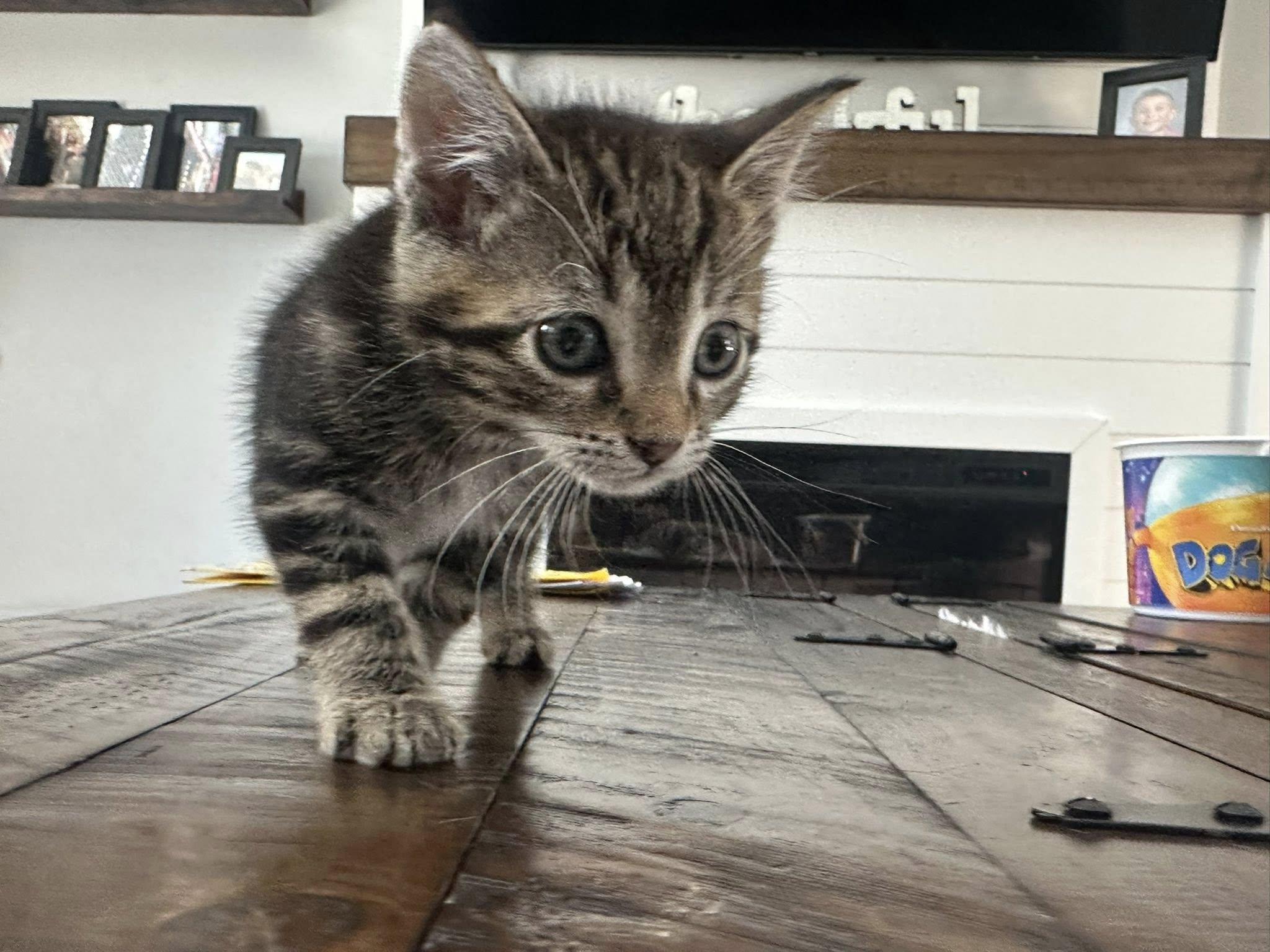 Cowboy Jones, ADOPTABLE, Kitten Male Tabby.