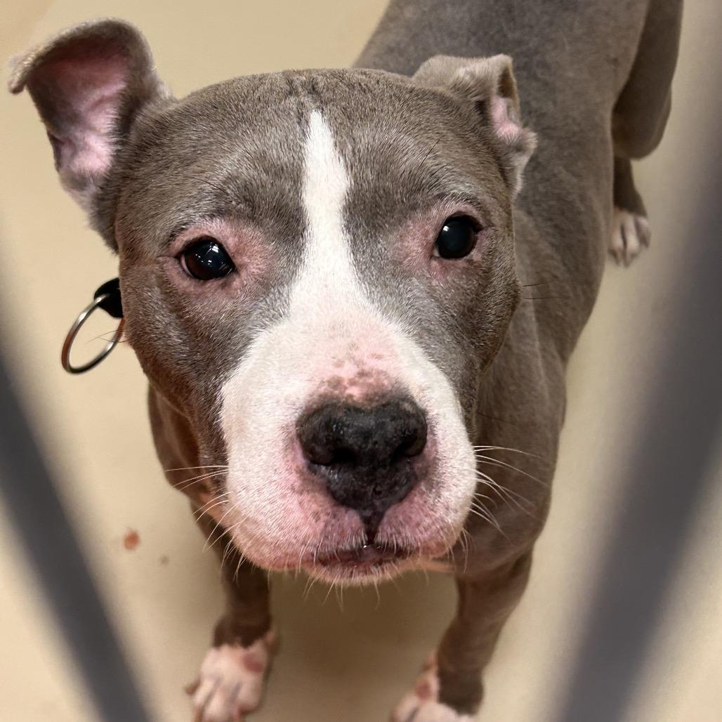 Pearl, Adoptable, Senior Female Pit Bull Terrier.