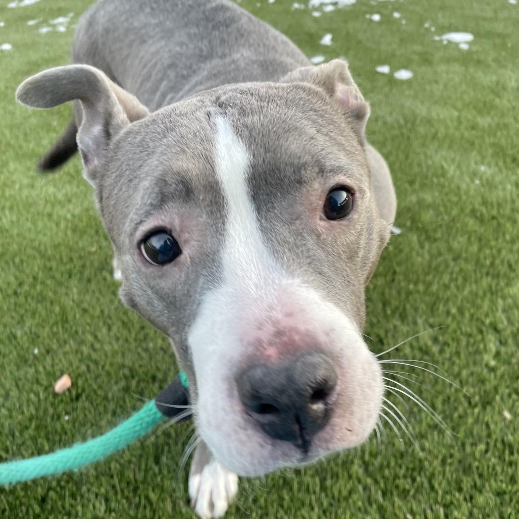 Pearl, a Adoptable Pit Bull Terrier in Tunkhannock, PA image 2/6
