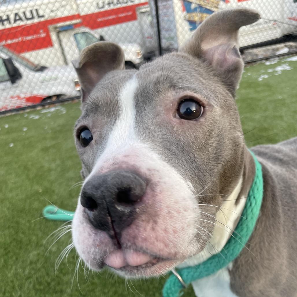 Pearl, a Adoptable Pit Bull Terrier in Tunkhannock, PA image 4/6