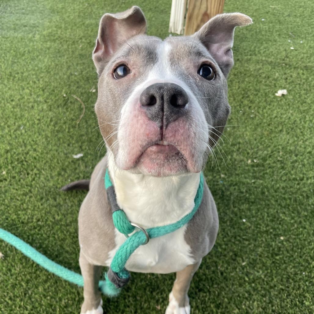 Pearl, a Adoptable Pit Bull Terrier in Tunkhannock, PA image 5/6