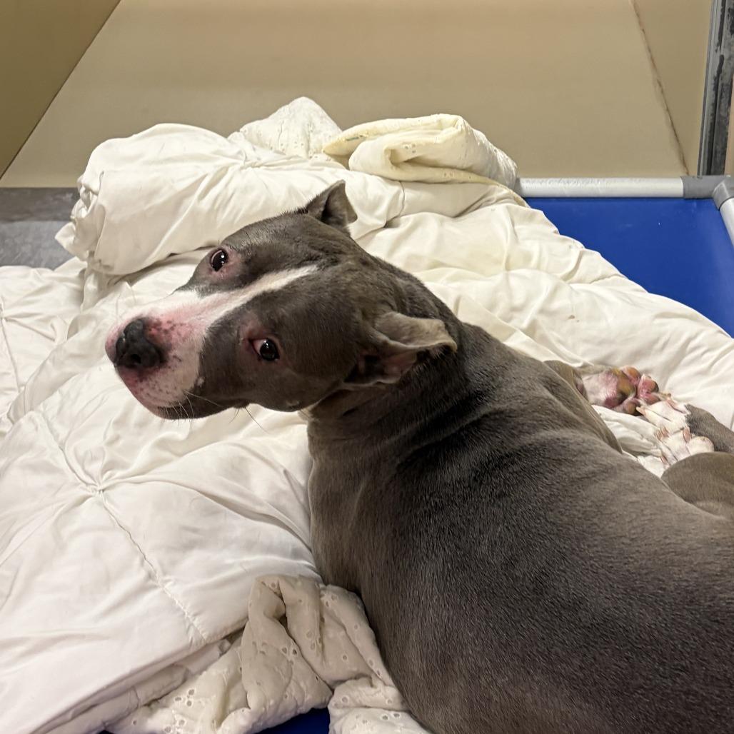 Pearl, a Adoptable Pit Bull Terrier in Tunkhannock, PA image 6/6