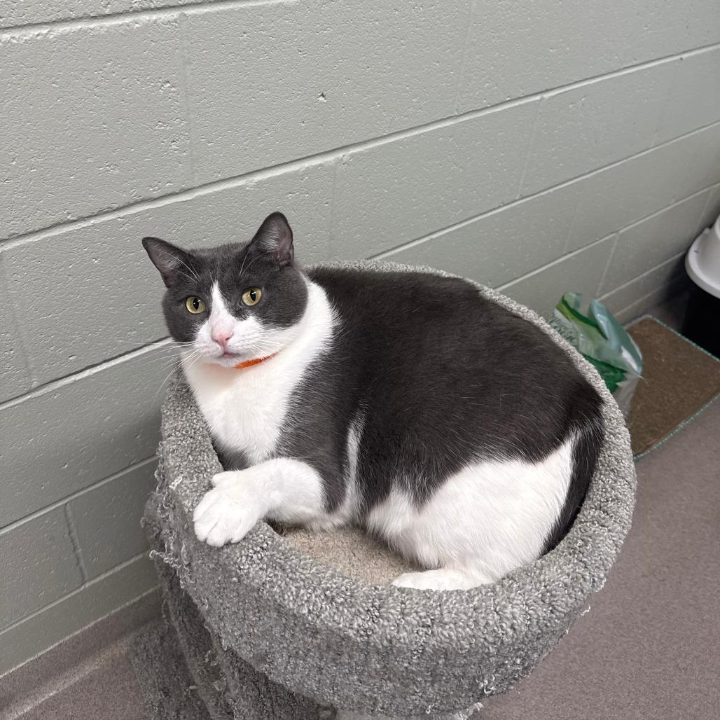 Enlarge Fuzzy, a Adoptable Domestic Short Hair in Branford, CT image 1/1