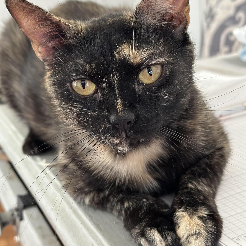 Enlarge Rena, a Adoptable Domestic Short Hair in Alexandria, VA image 1/1