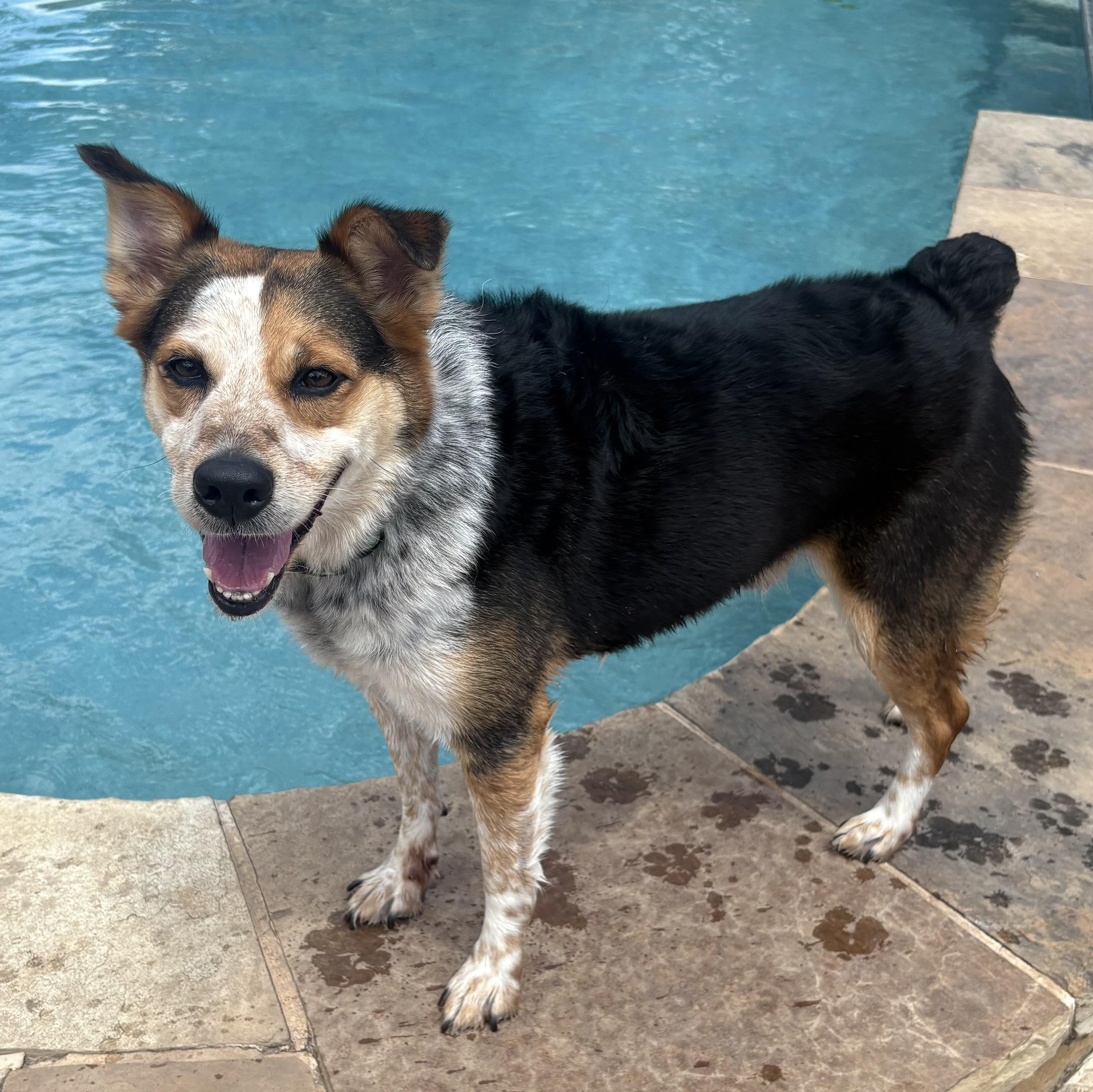 Benny, a Adoptable mixed breed in Lavon, TX image 3/4