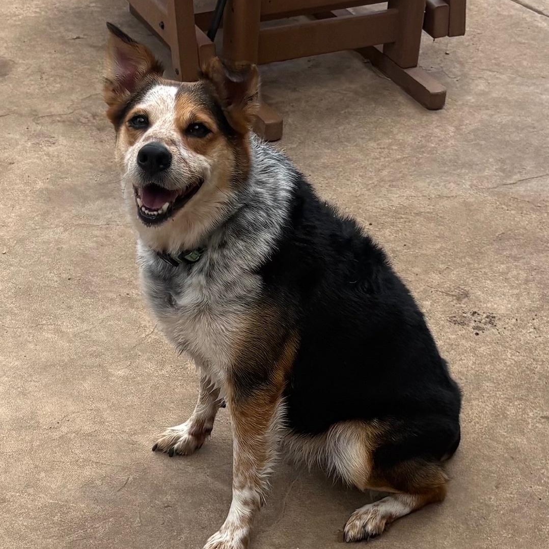 Benny, a Adoptable mixed breed in Lavon, TX image 4/4