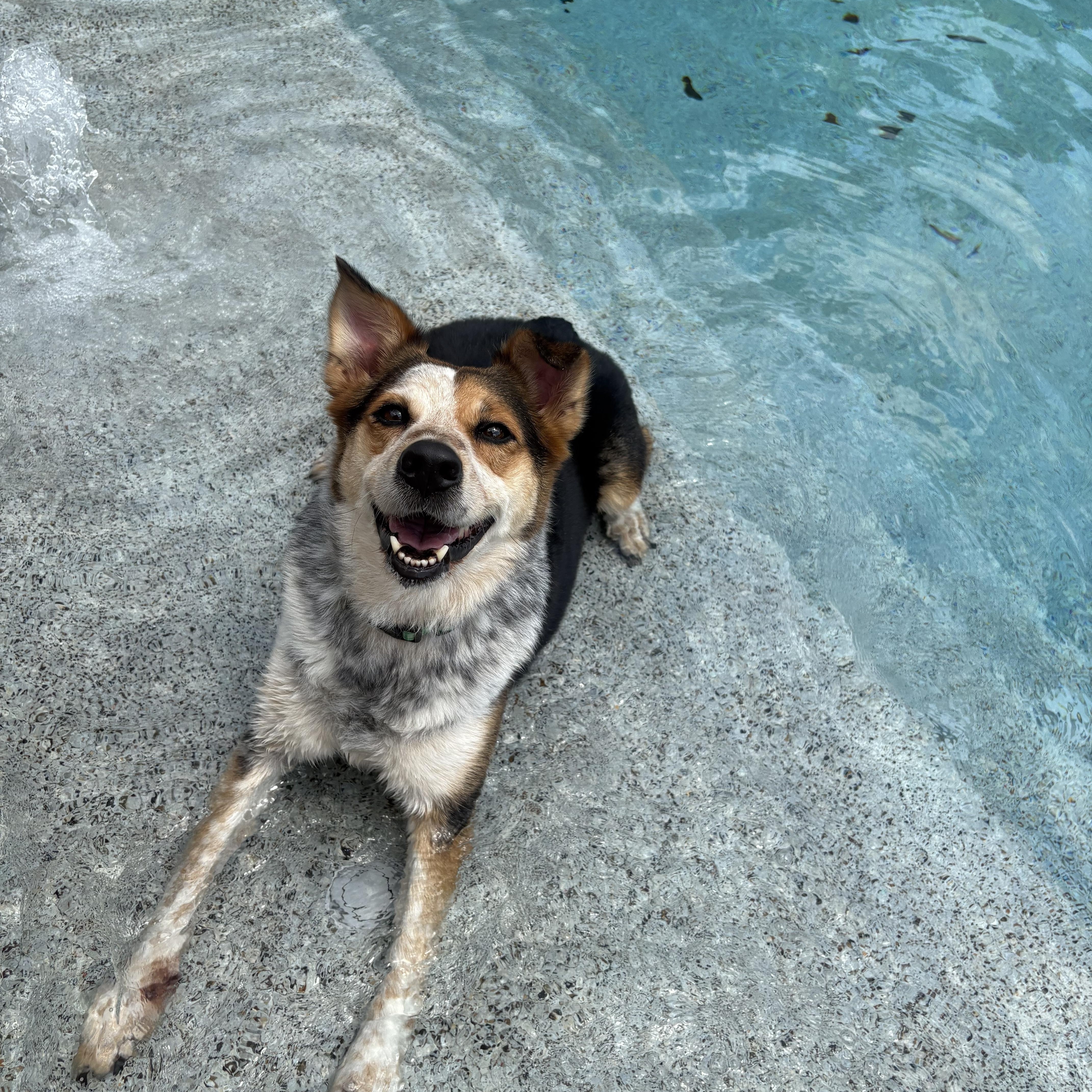 Benny, a Adoptable mixed breed in Lavon, TX image 2/4