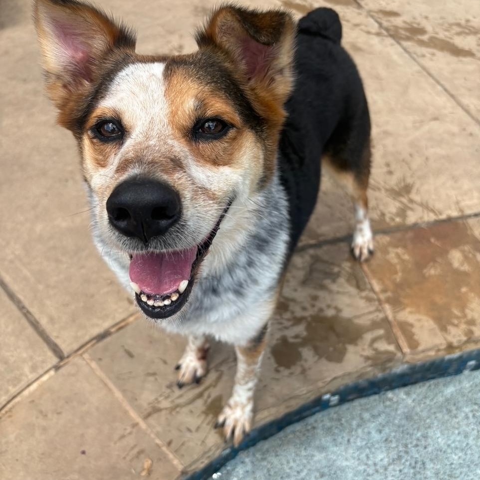Benny, a Adoptable mixed breed in Lavon, TX image 1/4