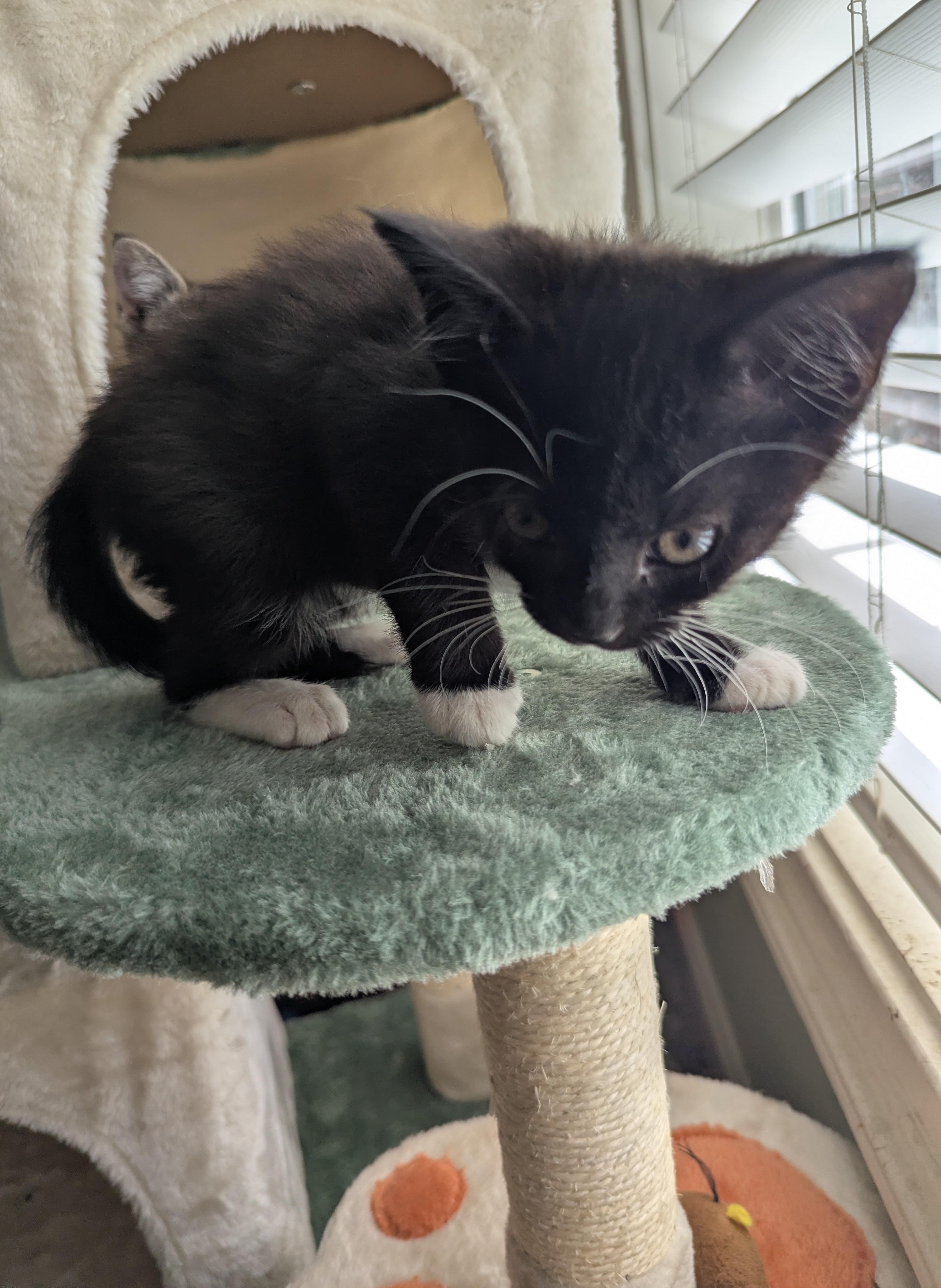Equinox - very cuddly, a Adoptable Domestic Short Hair in Malden, MA image 4/5