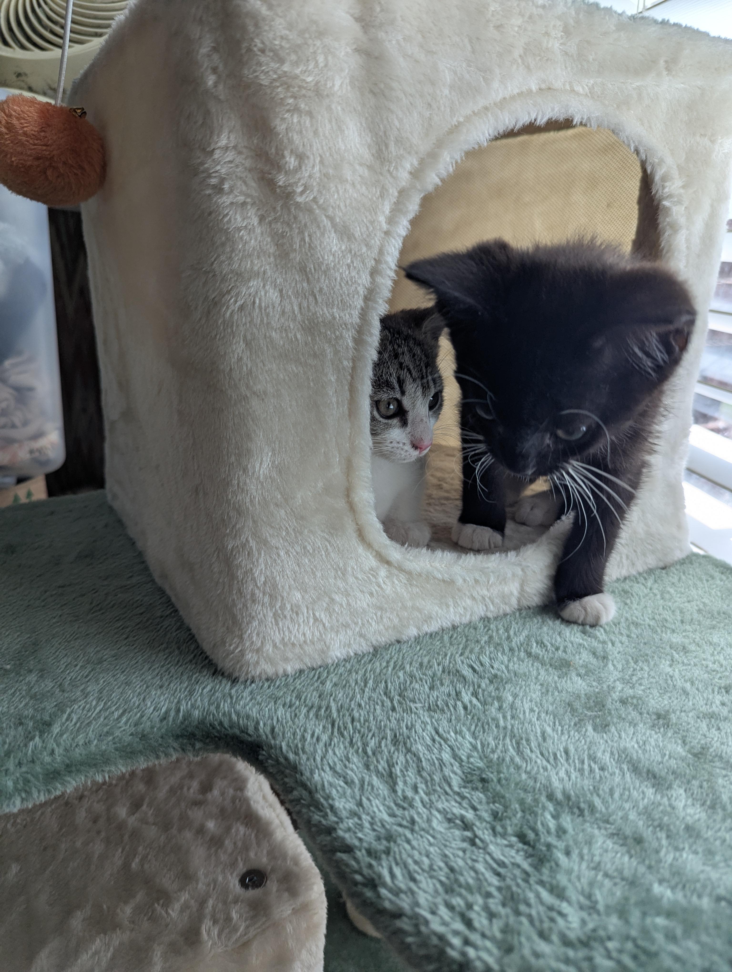 Equinox - very cuddly, a Adoptable Domestic Short Hair in Malden, MA image 5/5