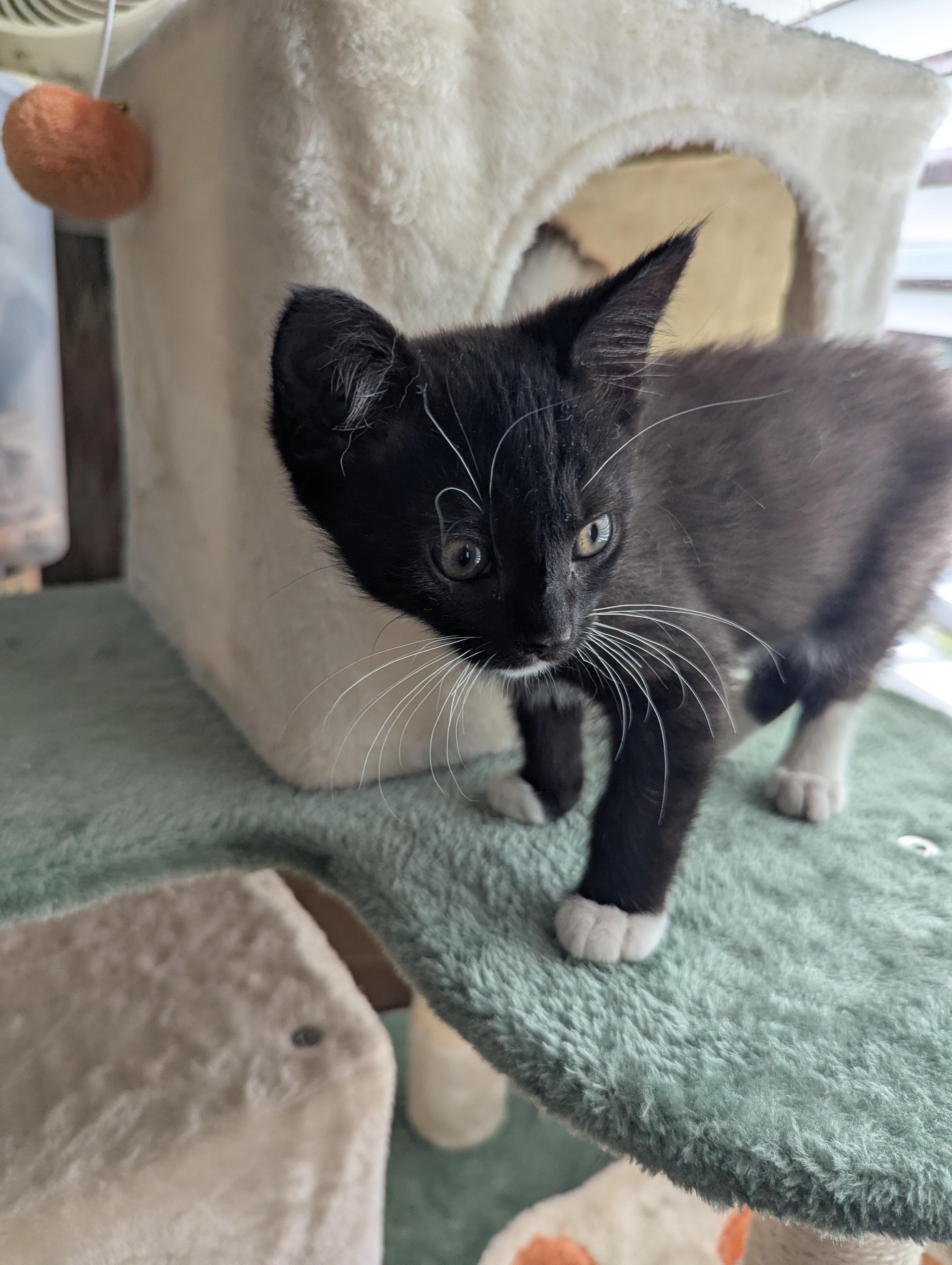 Equinox - very cuddly, a Adoptable Domestic Short Hair in Malden, MA image 3/5