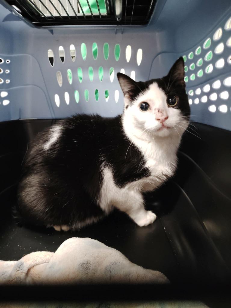 Martin, Adoptable, Kitten Male Domestic Short Hair.