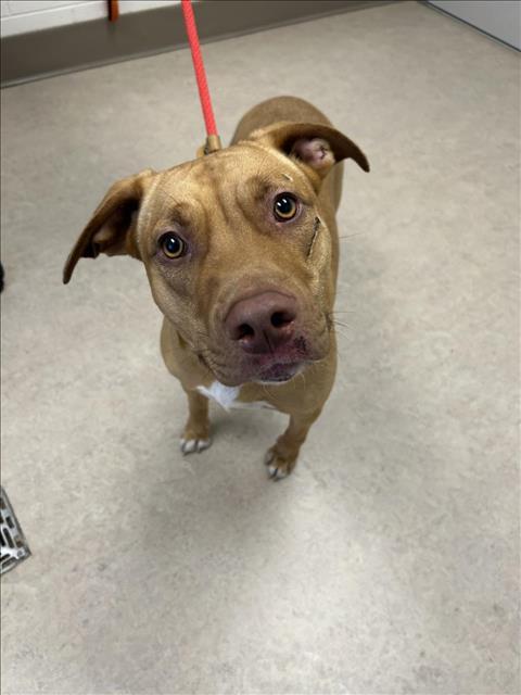 CANDICE, Adoptable, Adult Female Pit Bull Terrier & Mixed Breed.