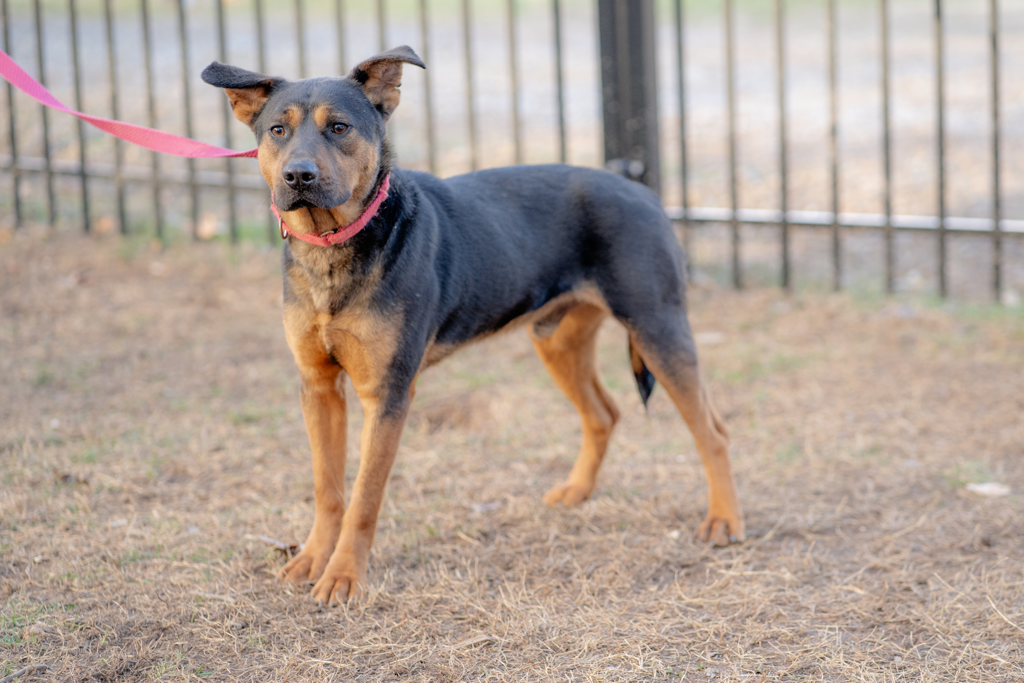 Nicot — thumbnail 2