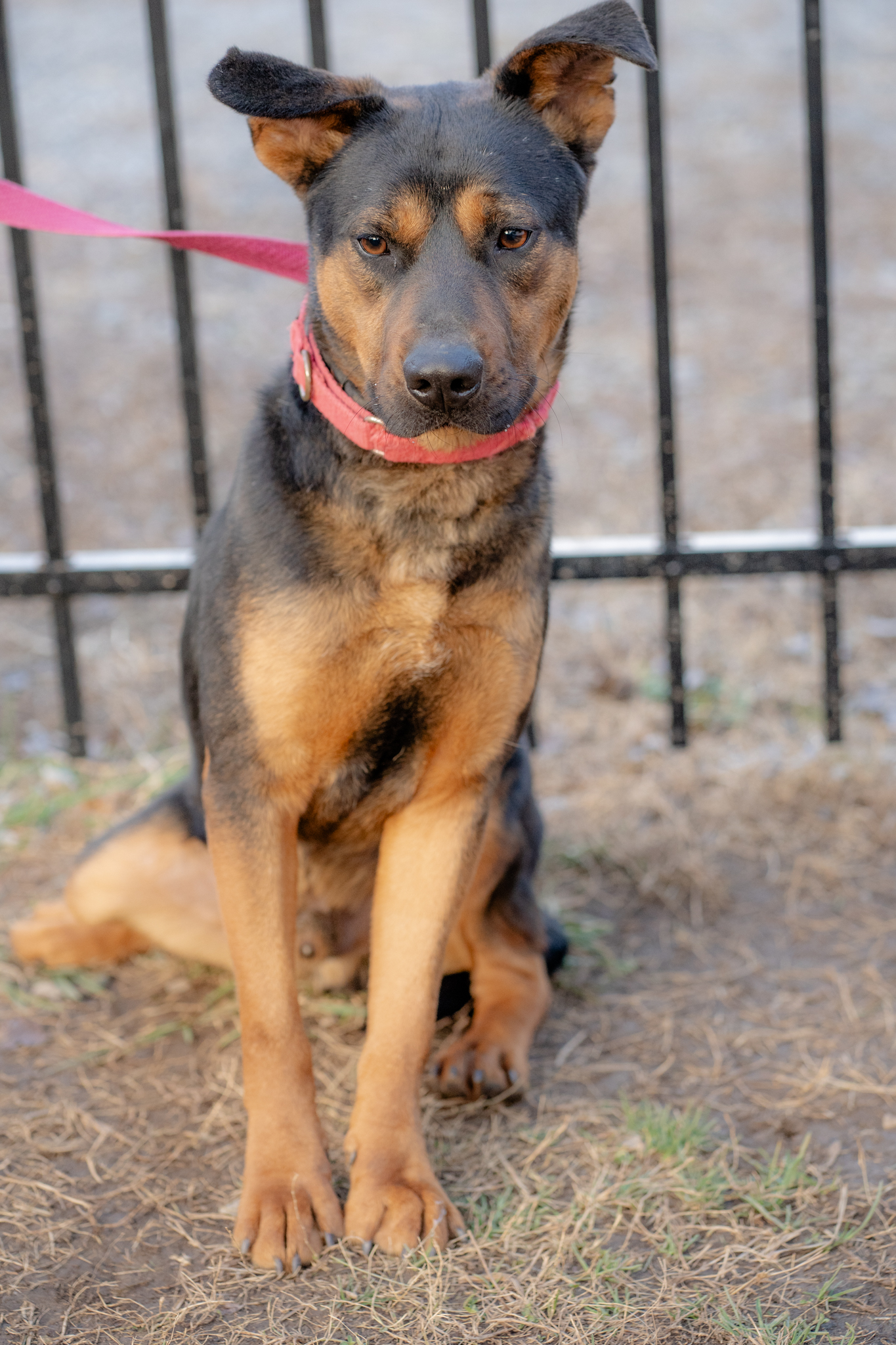 Nicot — thumbnail 3