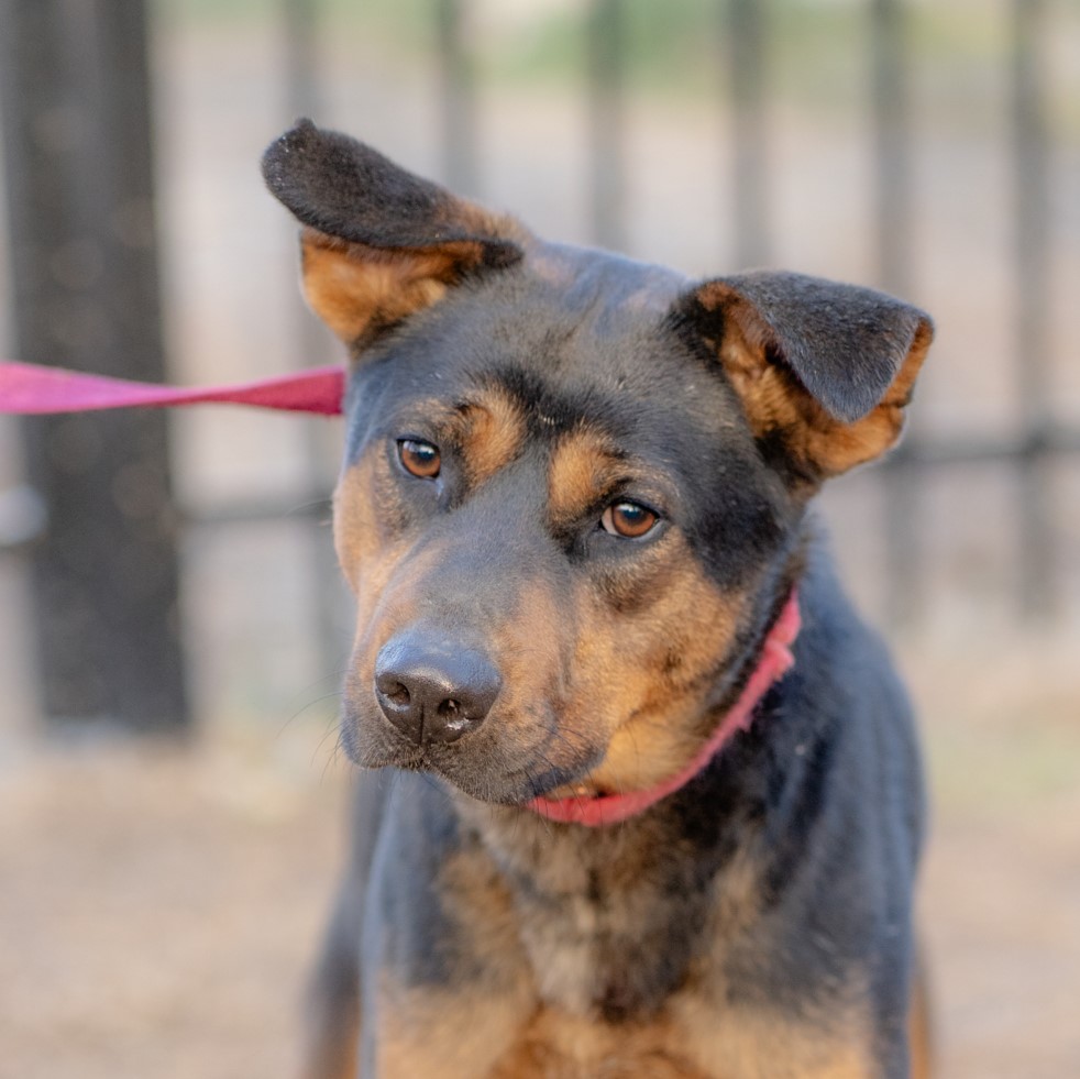 Nicot — thumbnail 4