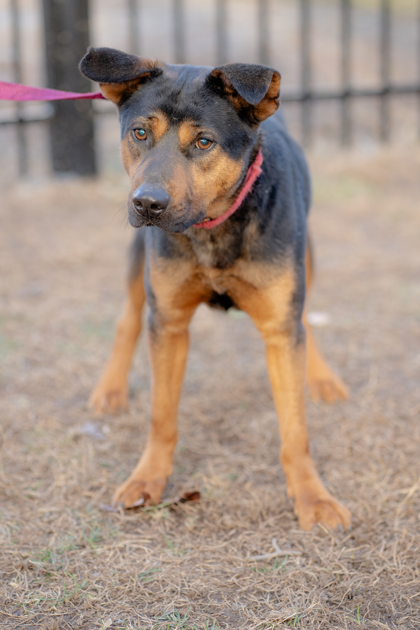 Nicot — thumbnail 5