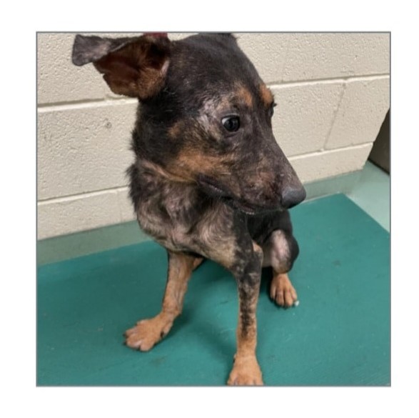 Nicot — thumbnail 6