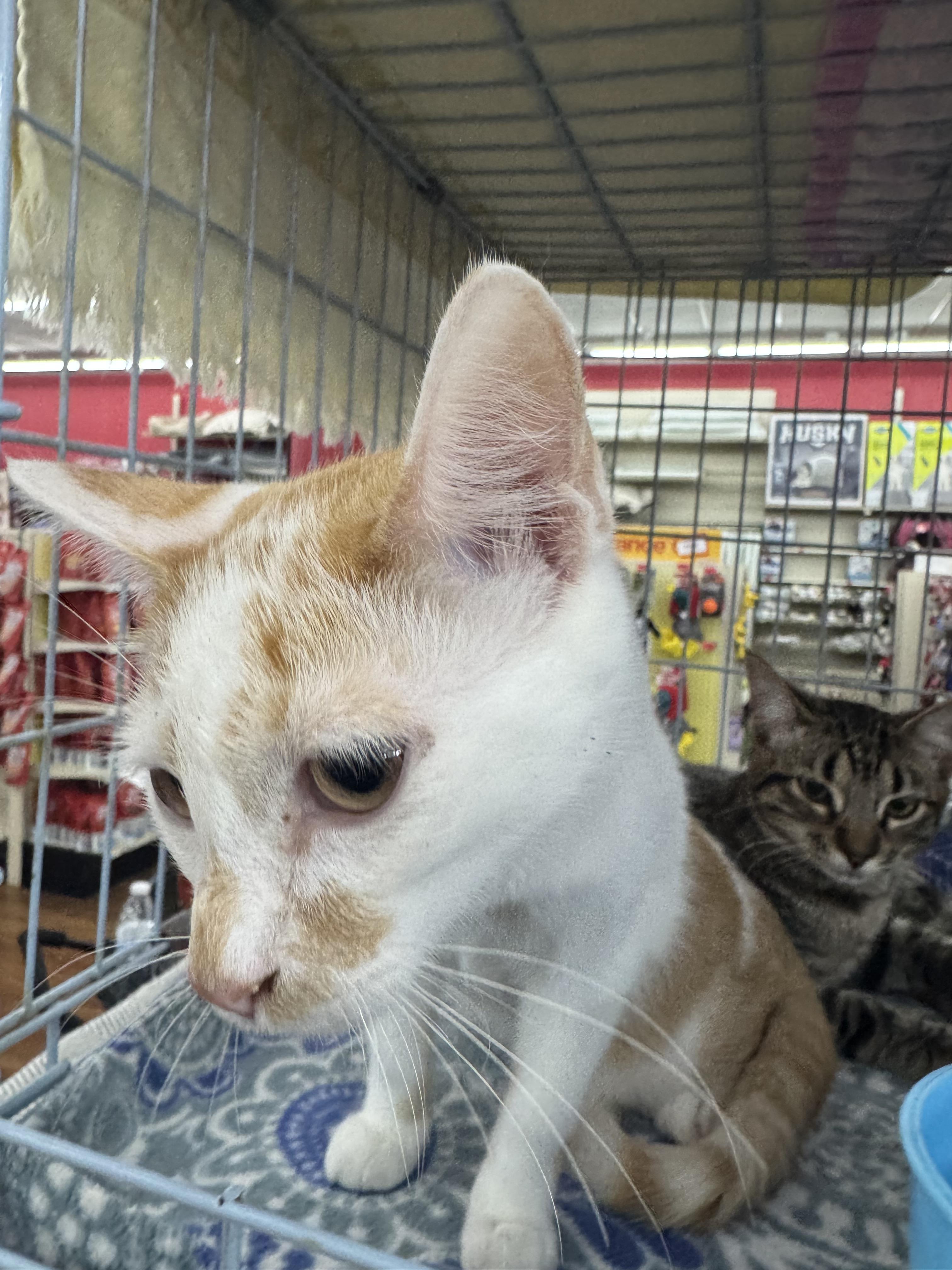 Zephyr, Adoptable, Young Male Domestic Short Hair.