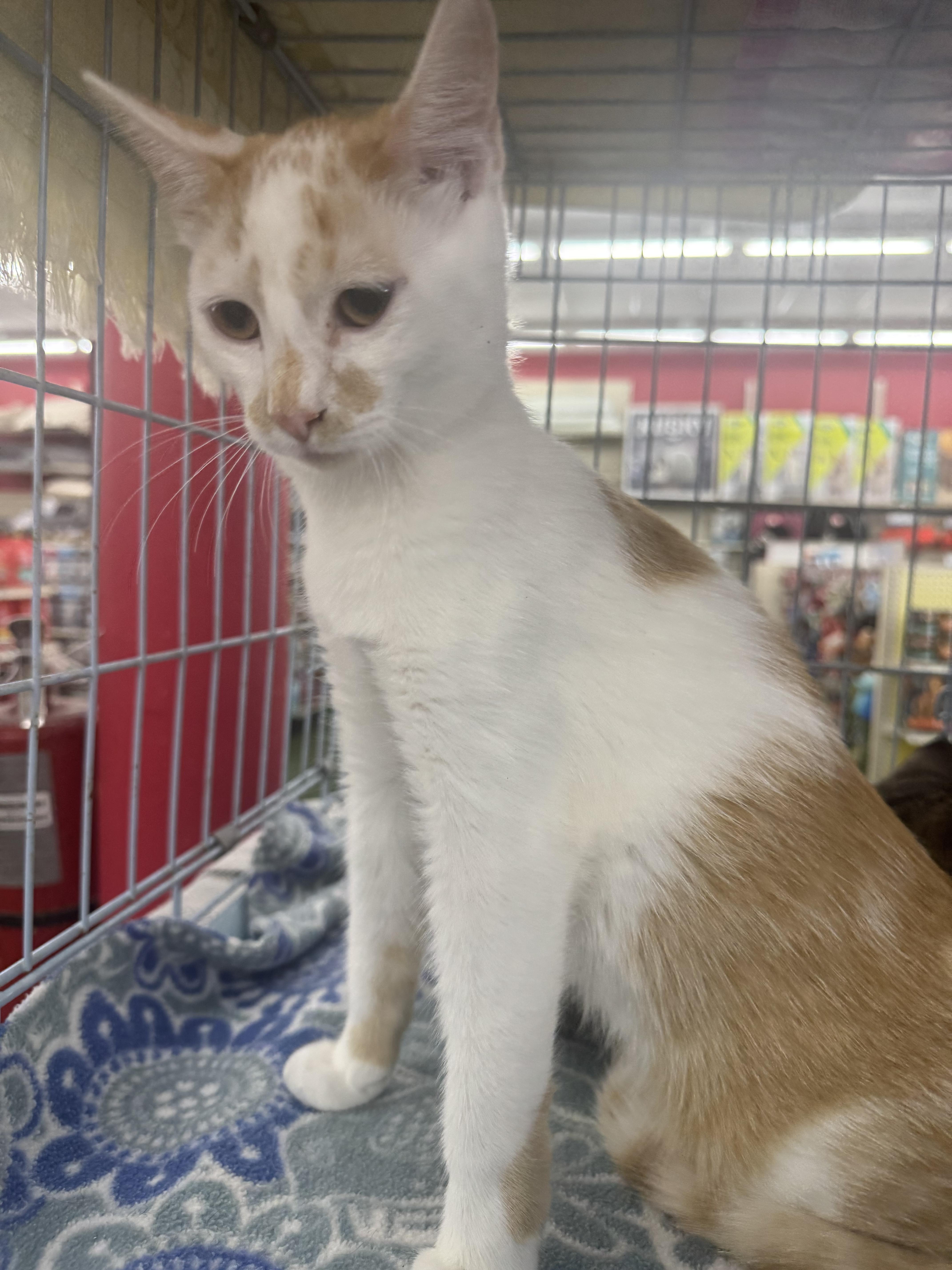 Zephyr, Adoptable, Young Male Domestic Short Hair.