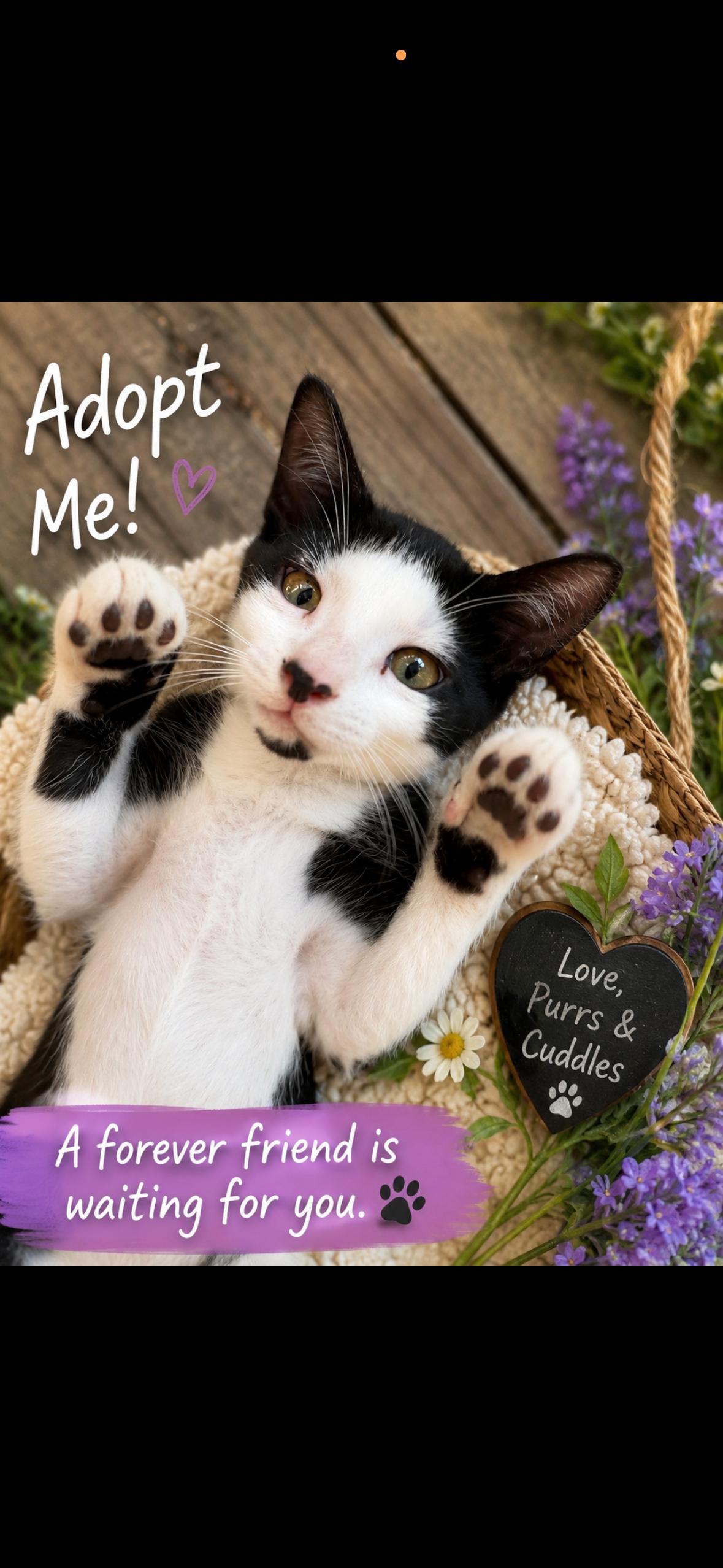 Chandler Ross, ADOPTABLE, Kitten Male Domestic Short Hair.