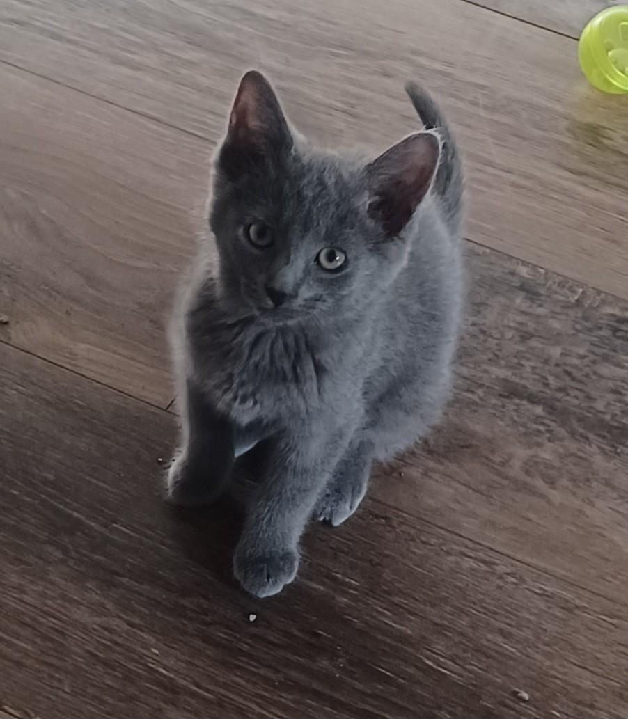 Scar, adopted, Kitten Male Domestic Short Hair.