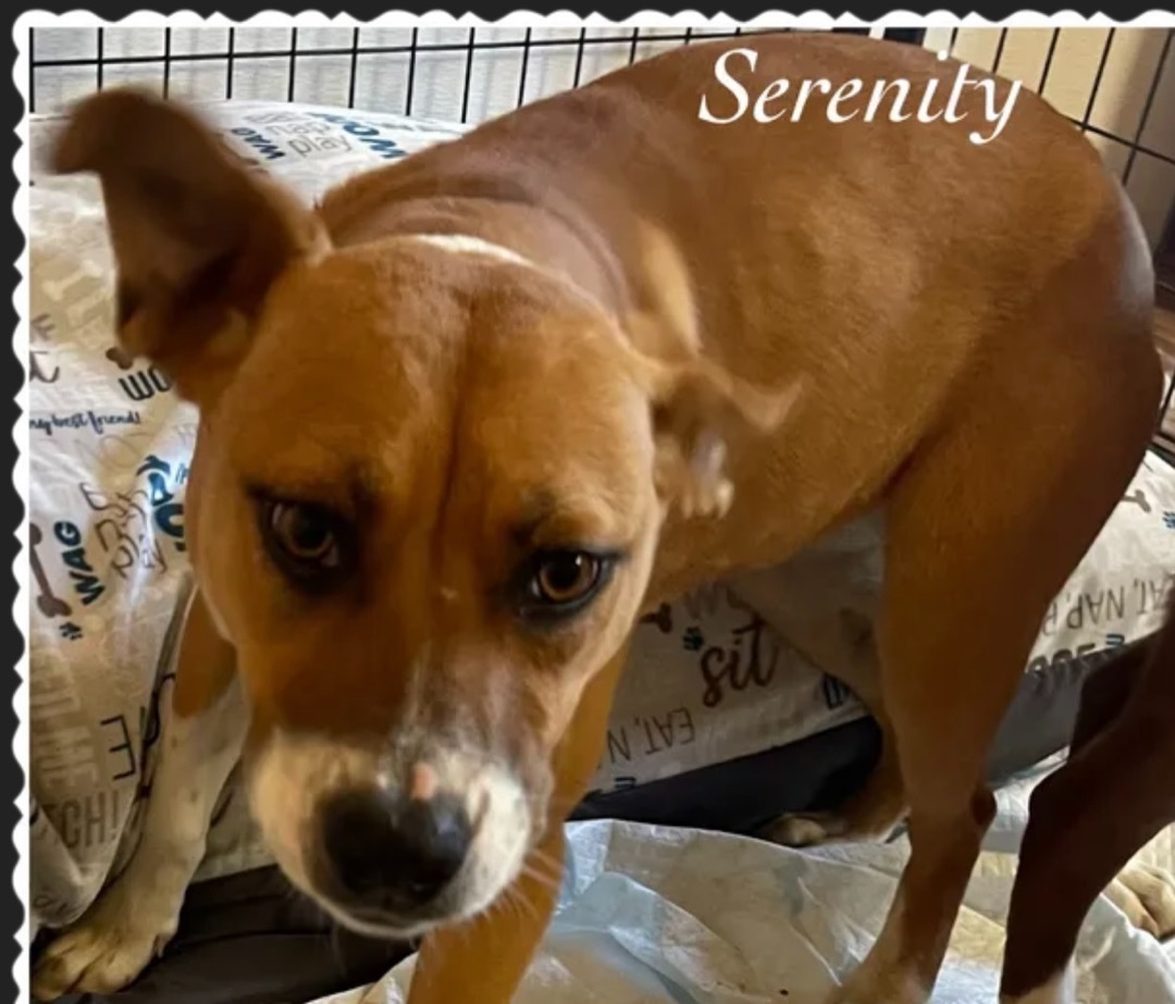 Serenity, an adoptable Mixed Breed in Canyon, TX, 79015 | Photo Image 1