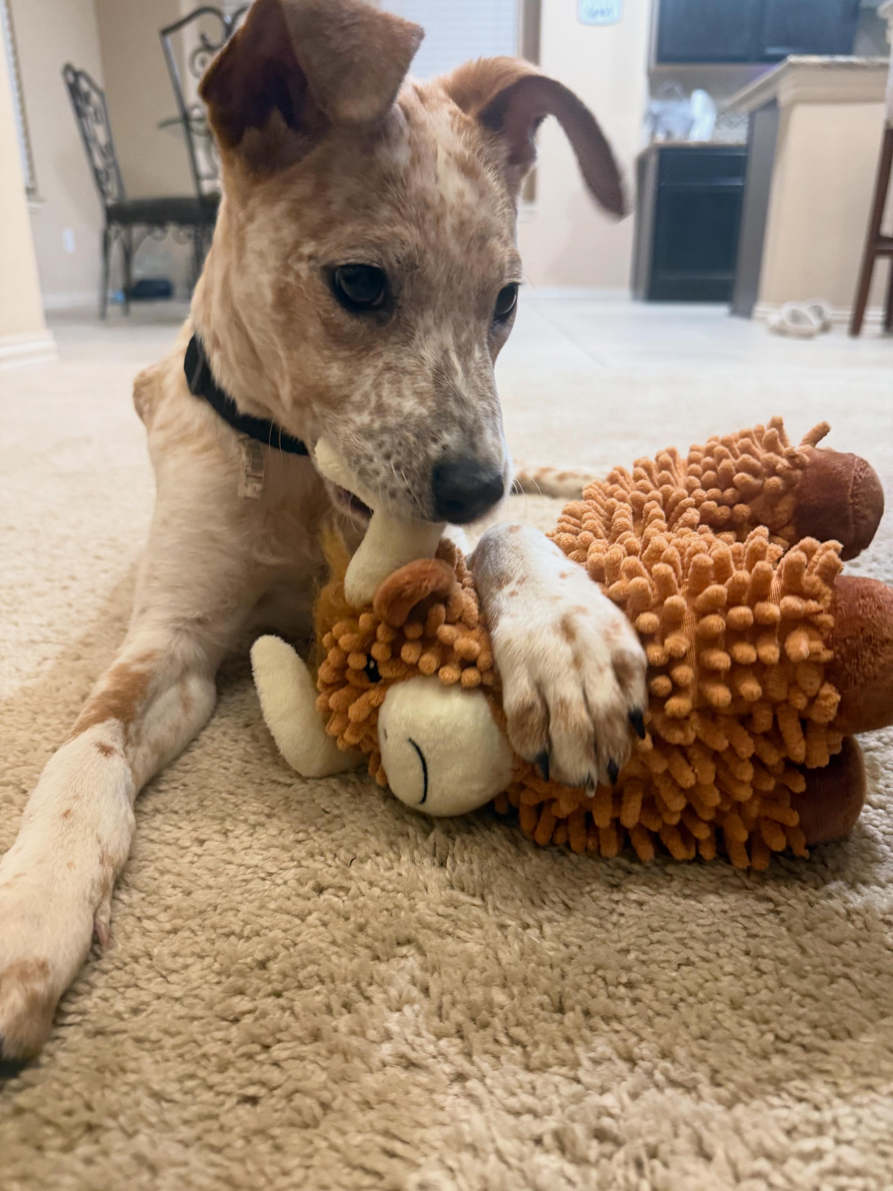 Enlarge Cowgirl, a Adopted mixed breed in Spring, TX image 1/1