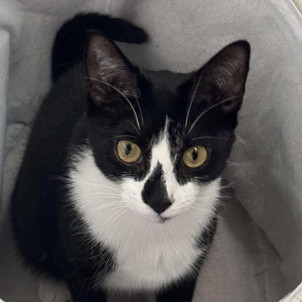 Enlarge Wyle, a Adoptable Domestic Short Hair in Forest Hills, NY image 1/4