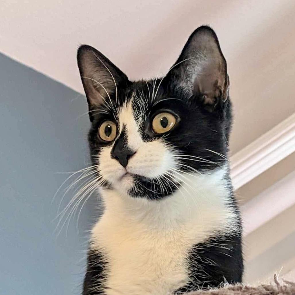 Enlarge Wyle, a Adoptable Domestic Short Hair in Forest Hills, NY image 2/4