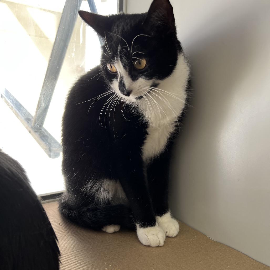 Enlarge Wyle, a Adoptable Domestic Short Hair in Forest Hills, NY image 3/4