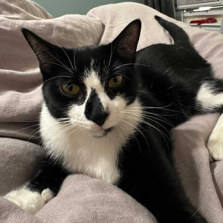 Enlarge Wyle, a Adoptable Domestic Short Hair in Forest Hills, NY image 4/4