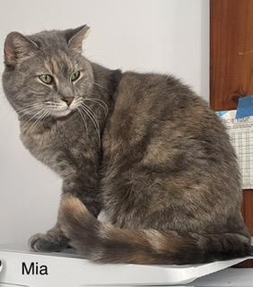 Mia, a ADOPTABLE Domestic Medium Hair in Brooklyn, NY image 2/2
