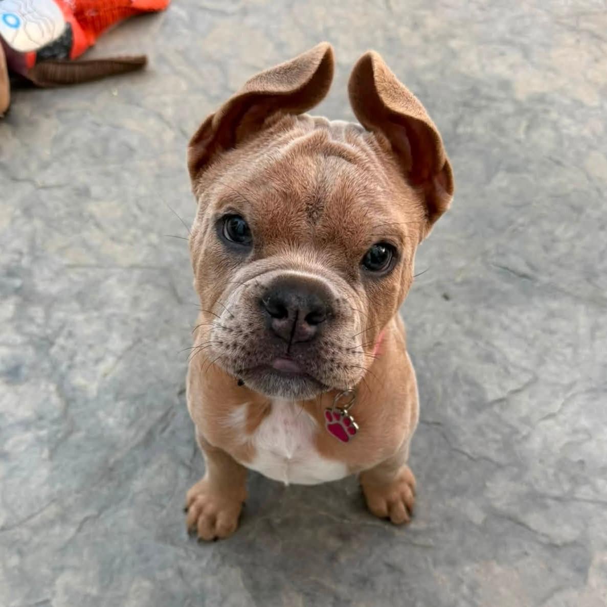 Miracle Whip aka Whippy, Adoptable, Puppy Female Bulldog.