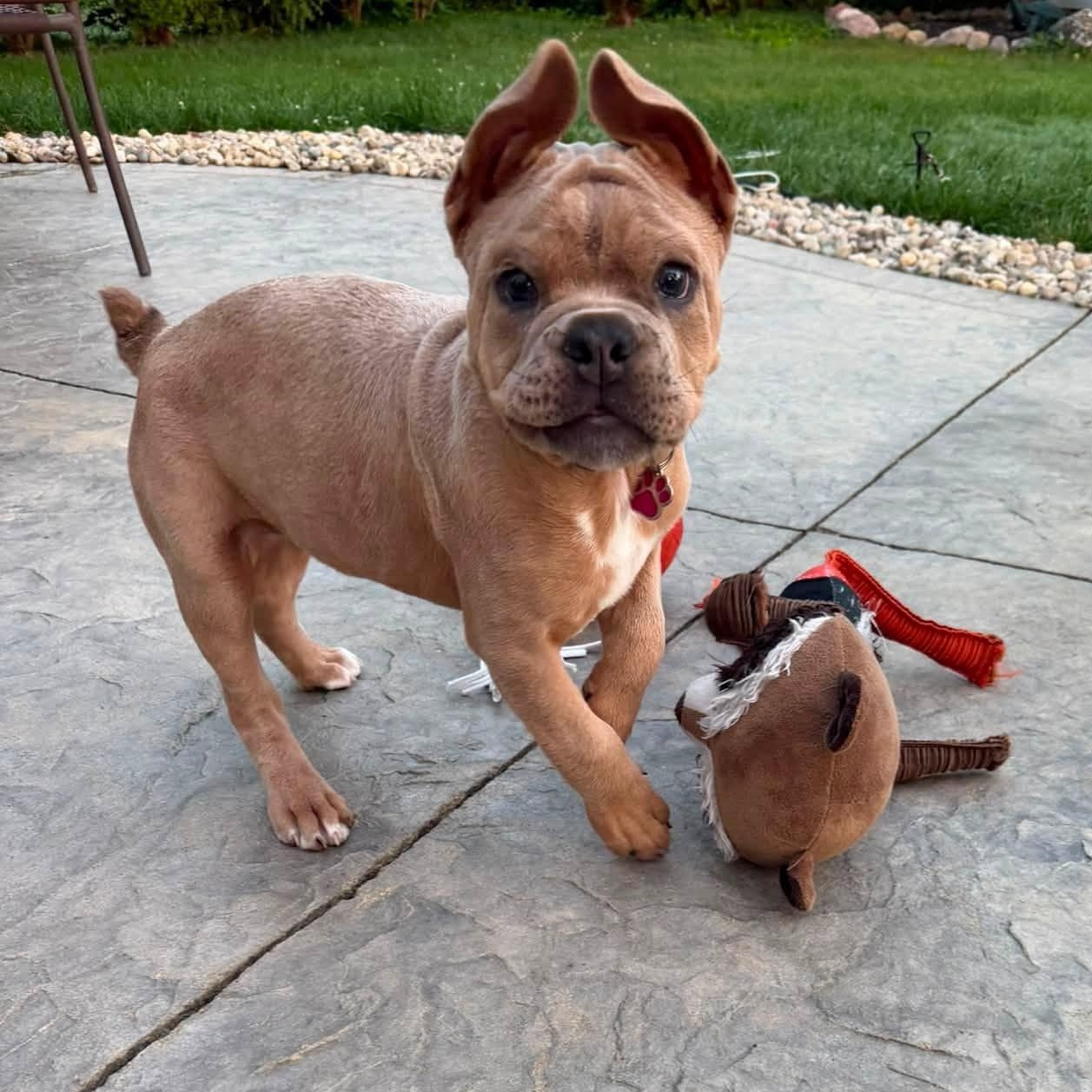 Enlarge Miracle Whip aka Whippy, a Adoptable mixed breed in Grafton, OH image 2/3